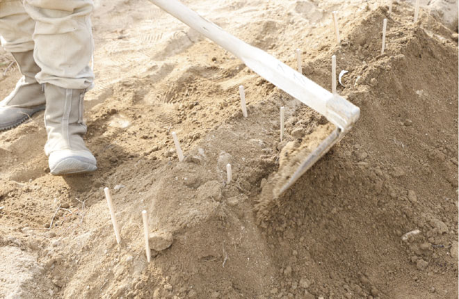 畝立てをし、案内棒を引き抜く