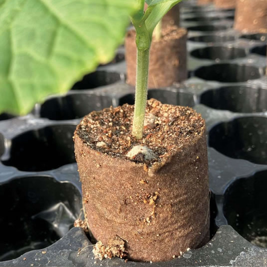 ペーパーポットシステムーイワタニ サブストシステムー