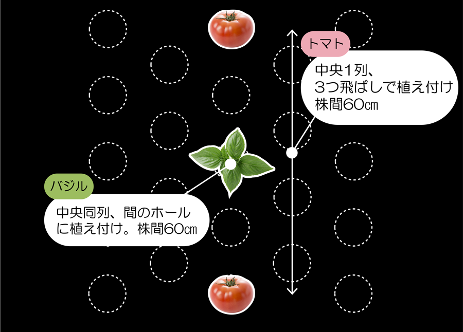 新フリーホールマルチ新配置 トマト×バジル