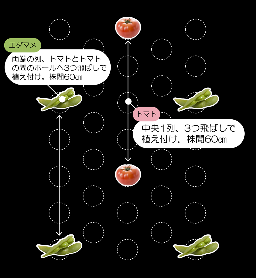 新フリーホールマルチ新配置 トマト×エダマメ