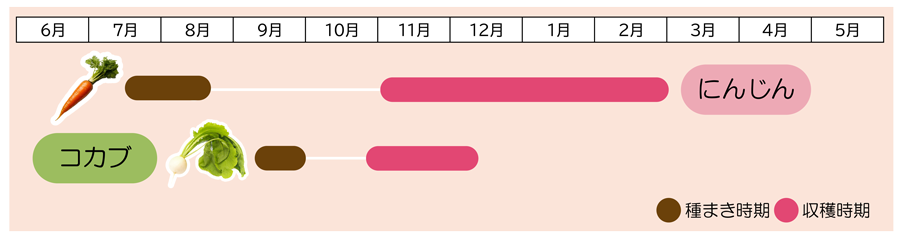 にんじｎ×コカブ植え付け時期