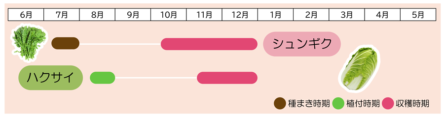 シュンギク×ハクサイ植え付け時期