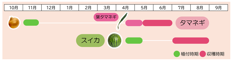 タマネギ×スイカ植え付け時期