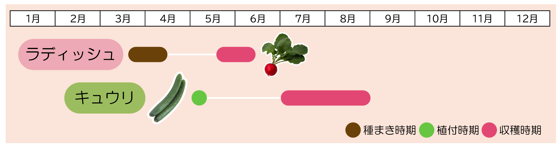 キュウリ×ラディッシュ植え付け時期