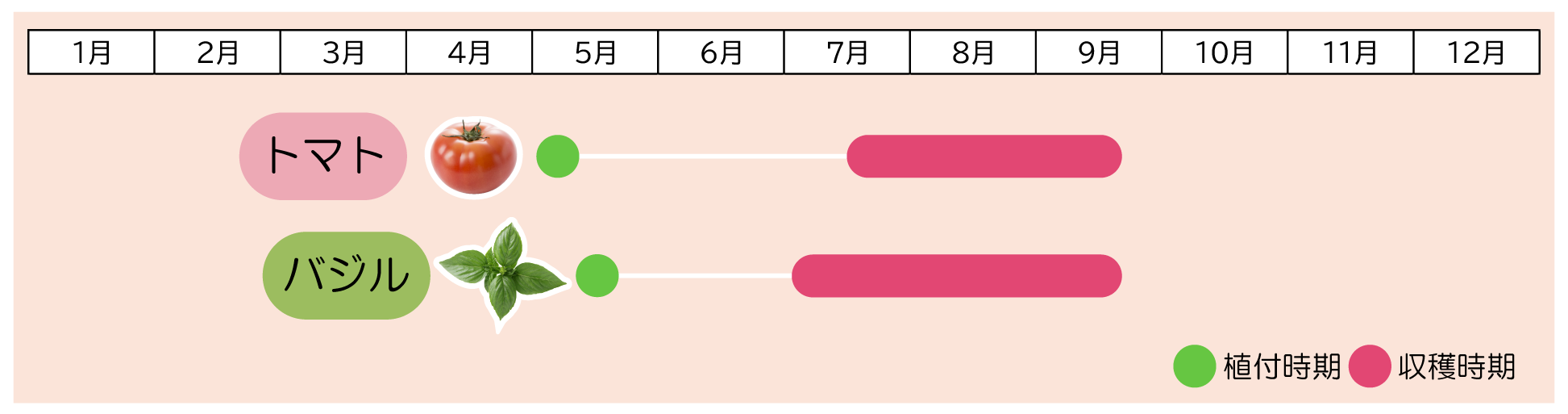 トマト×バジル植え付け時期