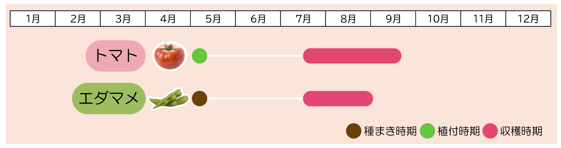 トマト×エダマメ植え付け時期