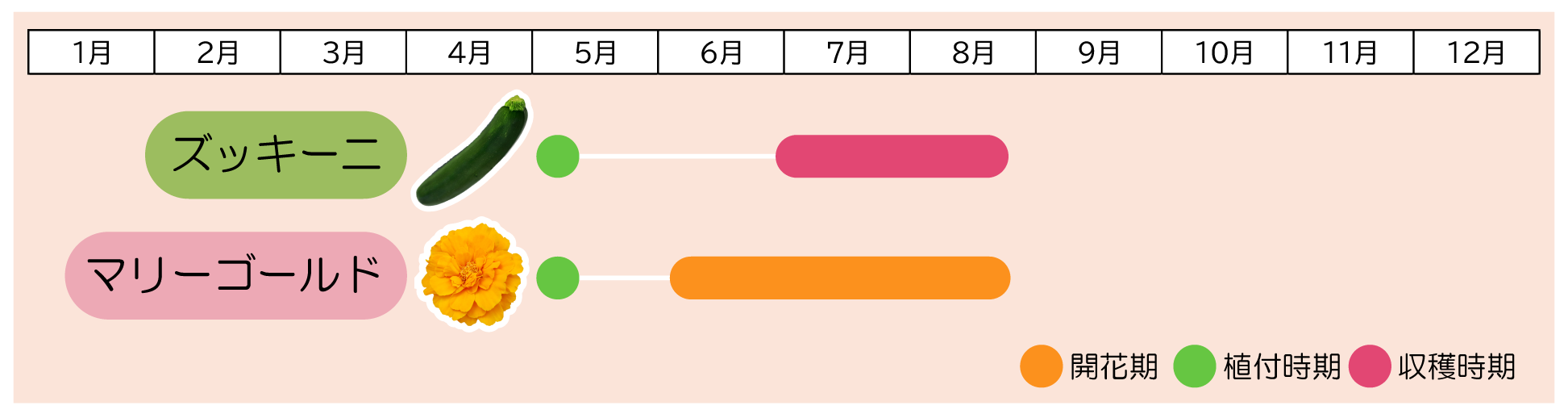 ズッキーニ×マリーゴールド植え付け時期