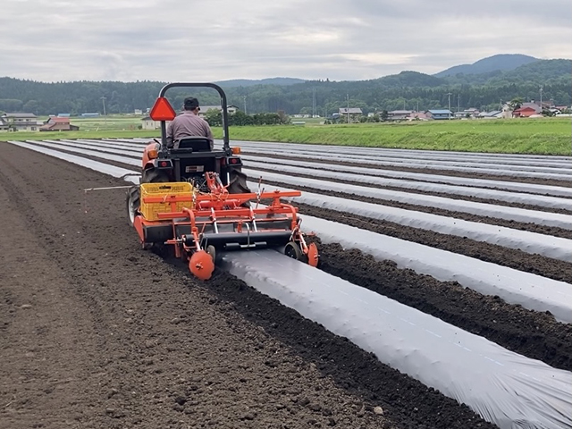 長野県　スイートコーン栽培